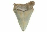 Serrated, Juvenile Megalodon Tooth - North Carolina #340964-1